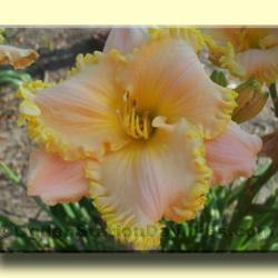 
Used with permission by Ogden Station Daylilies