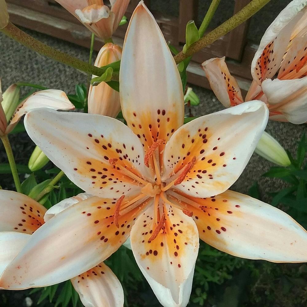 Photo of Lily (Lilium 'Orange Electric') uploaded by Tiff2884