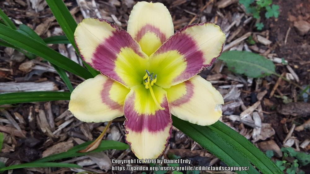 Photo of Daylily (Hemerocallis 'Violet Stained Glass') uploaded by ediblelandscapingsc
