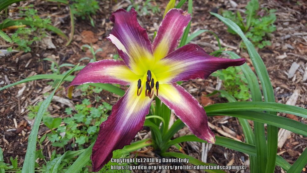 Photo of Daylily (Hemerocallis 'Violet Spring') uploaded by ediblelandscapingsc