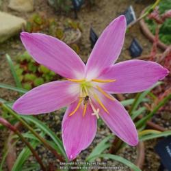 Location: RHS Harlow Carr alpine house, Yorkshire
Date: 2018-07-22