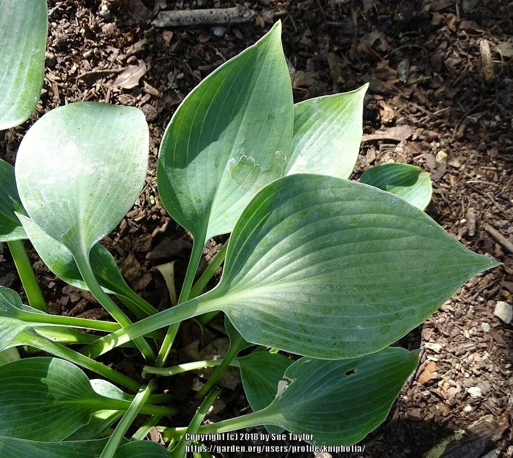Photo of Hosta 'Blue Dimples' uploaded by kniphofia