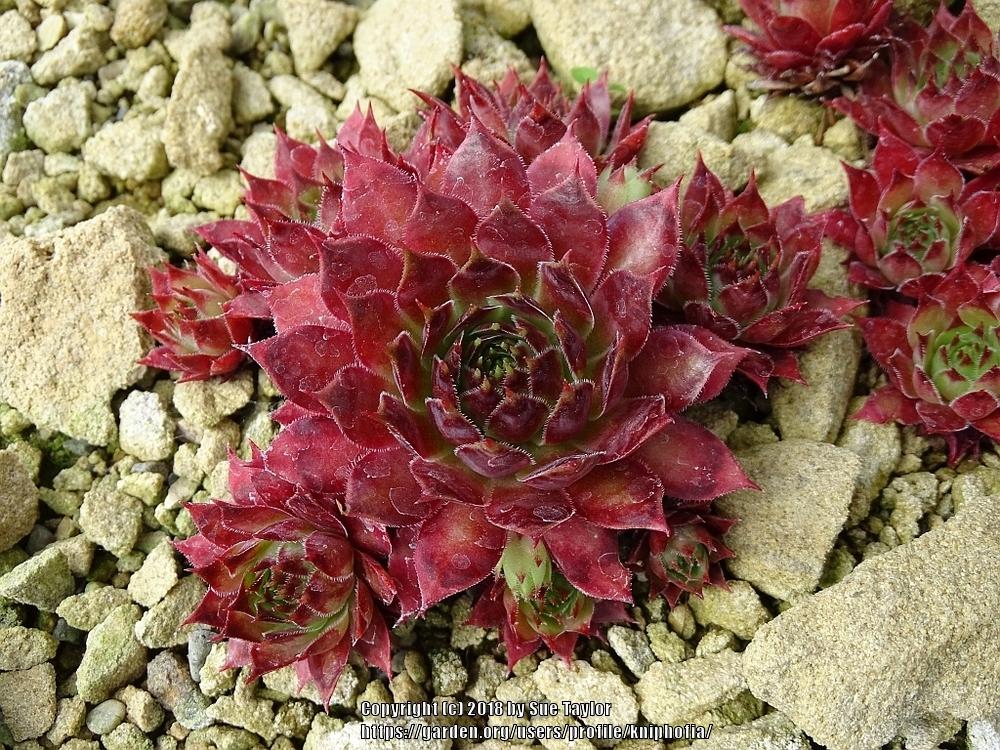 Photo of Hen and Chicks (Sempervivum 'Red Devil') uploaded by kniphofia