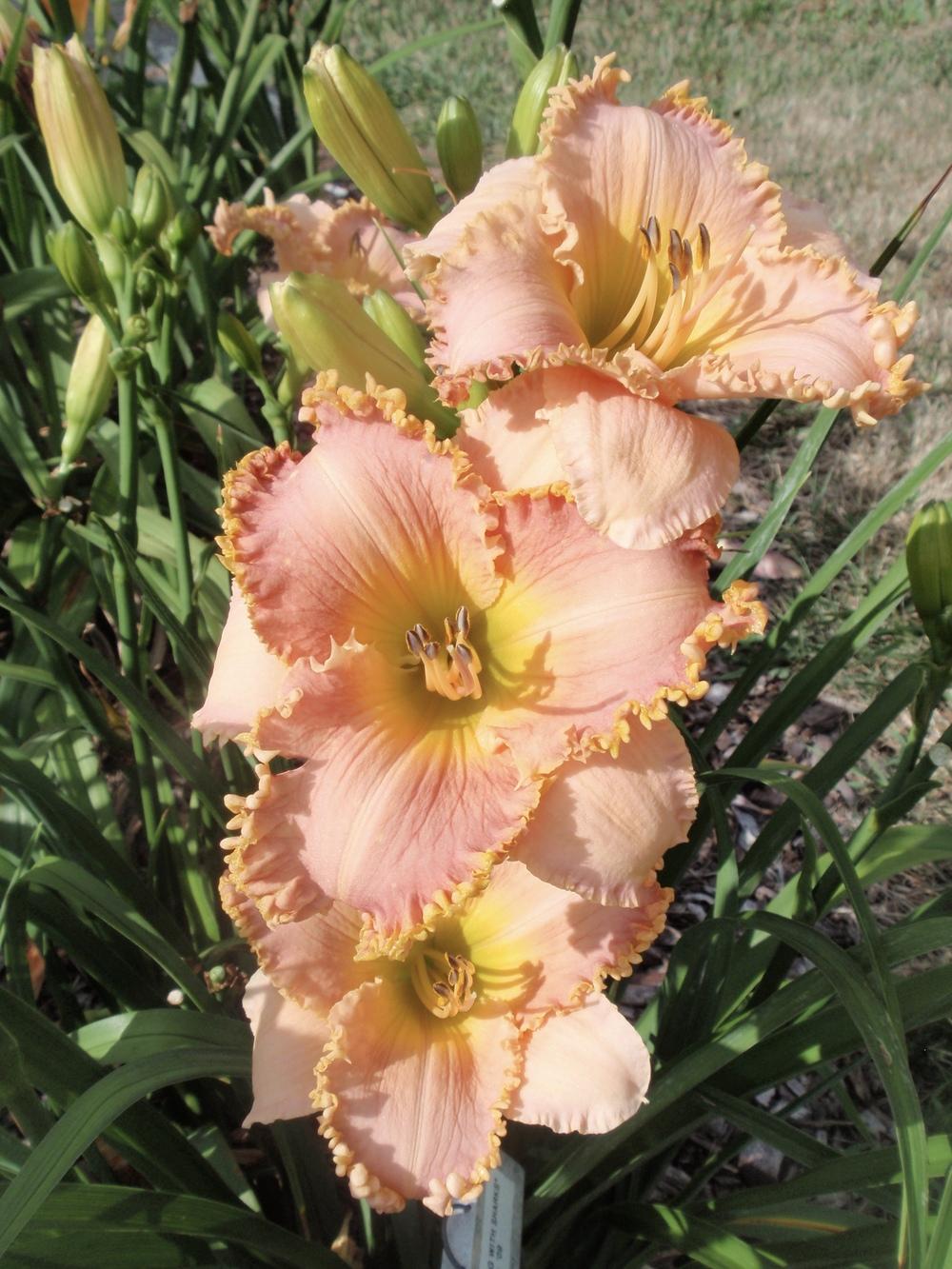 Photo of Daylily (Hemerocallis 'Swimming with Sharks') uploaded by Bedmaker