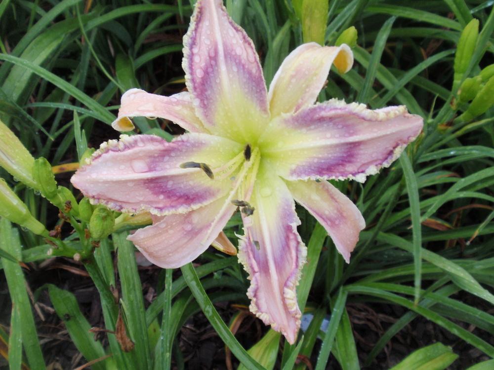 Photo of Daylily (Hemerocallis 'Entwined in the Vine') uploaded by Bedmaker