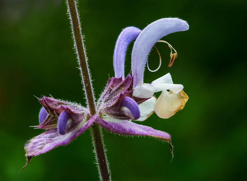 Photo of Clary Sage (Salvia sclarea) uploaded by KatEnns