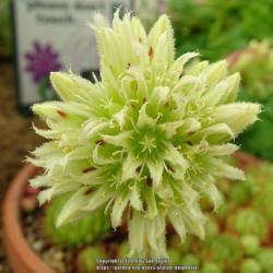 Location: RHS Harlow Carr alpine house, Yorkshire
Date: 2018-07-22