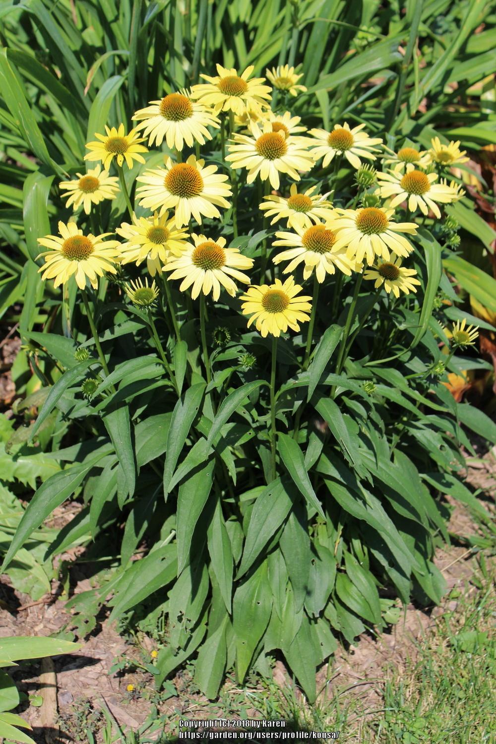 Photo of Coneflower (Echinacea Butterfly™  Cleopatra) uploaded by kousa