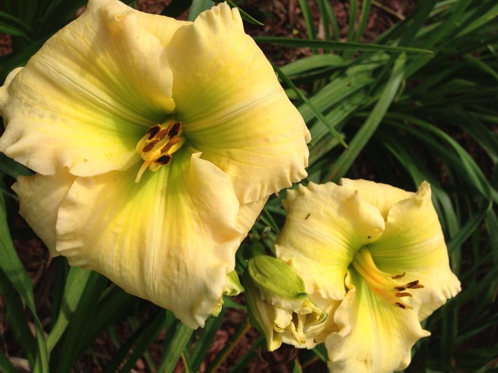 Photo of Daylily (Hemerocallis 'Almost All Green') uploaded by hillbilly