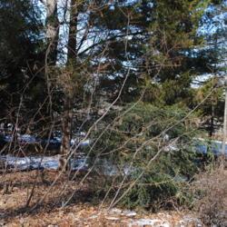 Location: Jenkins Arboretum in Berwyn, Pennsylvania
Date: 2018-02-18
leaning stems in winter