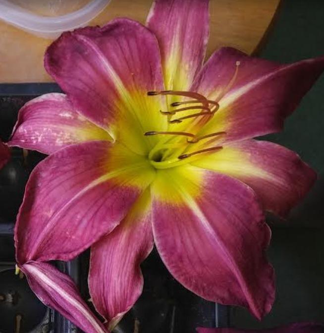 Photo of Daylily (Hemerocallis 'Alias Peter Parker') uploaded by Mikelos