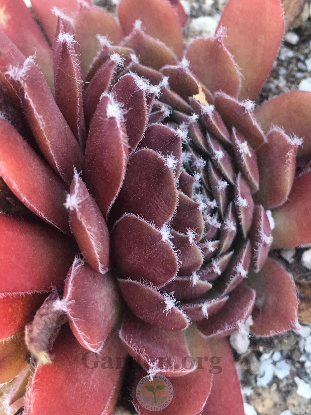 Photo of Hen and Chicks (Sempervivum 'Afterglow') uploaded by springcolor