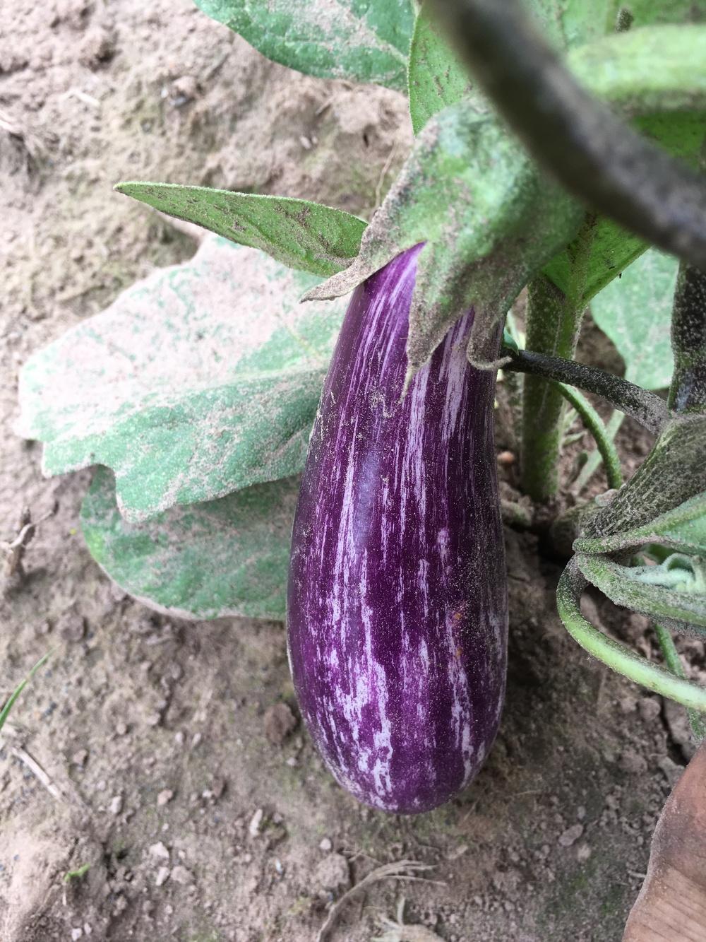 Photo of Eggplant (Solanum melongena 'Fairy Tale') uploaded by Anderwood
