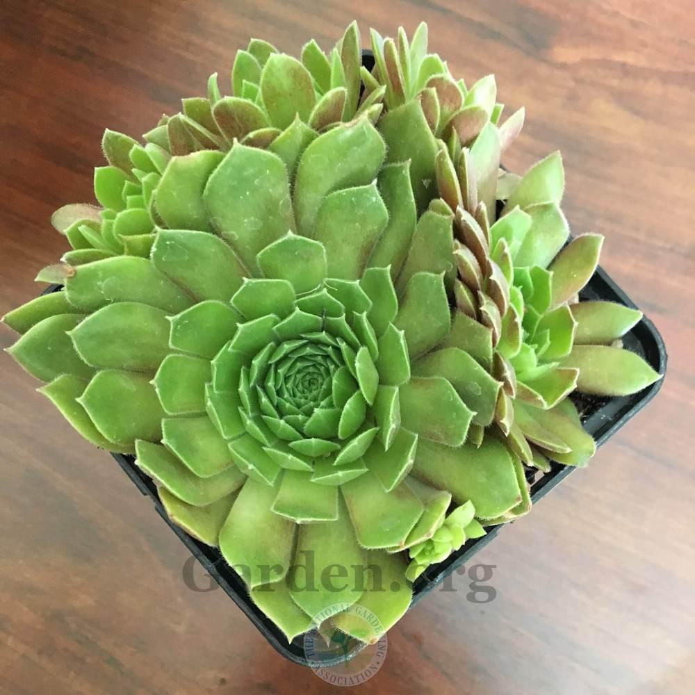 Photo of Hen and Chicks (Sempervivum 'Pacific Blazing Star') uploaded by BlueOddish