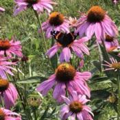 Red Admiral Butterfly on Purple Coneflower