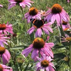 Location: Michigan
Date: 2018-07-26
Red Admiral Butterfly on Purple Coneflower