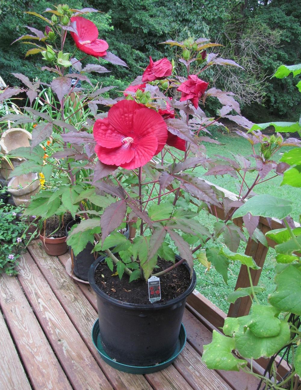 Photo of Hybrid Hardy Hibiscus (Hibiscus 'Midnight Marvel') uploaded by Sscape