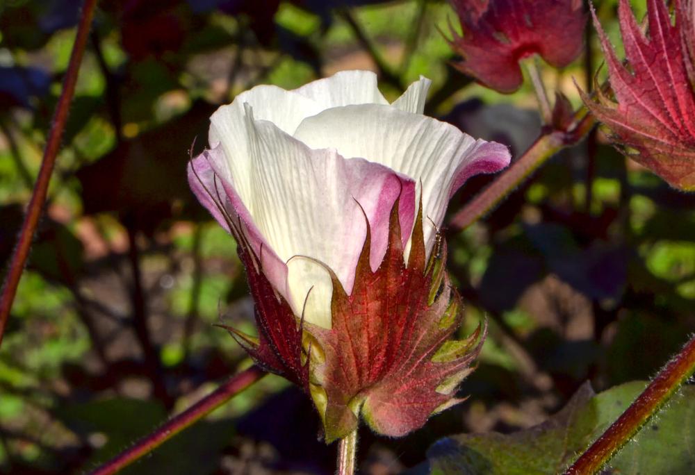 Photo of Upland Cotton (Gossypium hirsutum) uploaded by dawiz1753