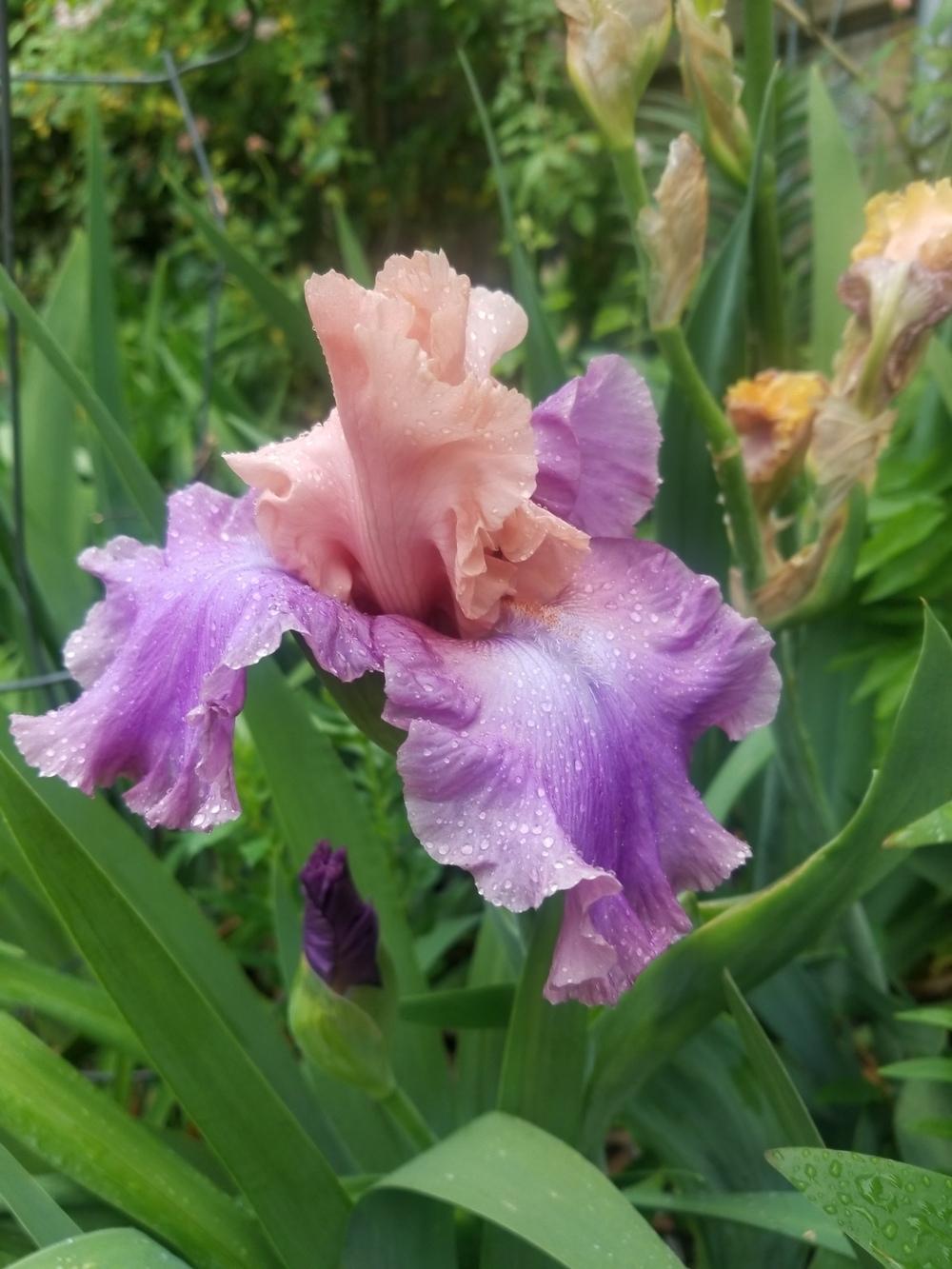 Photo of Tall Bearded Iris (Iris 'Poem of Ecstasy') uploaded by javaMom