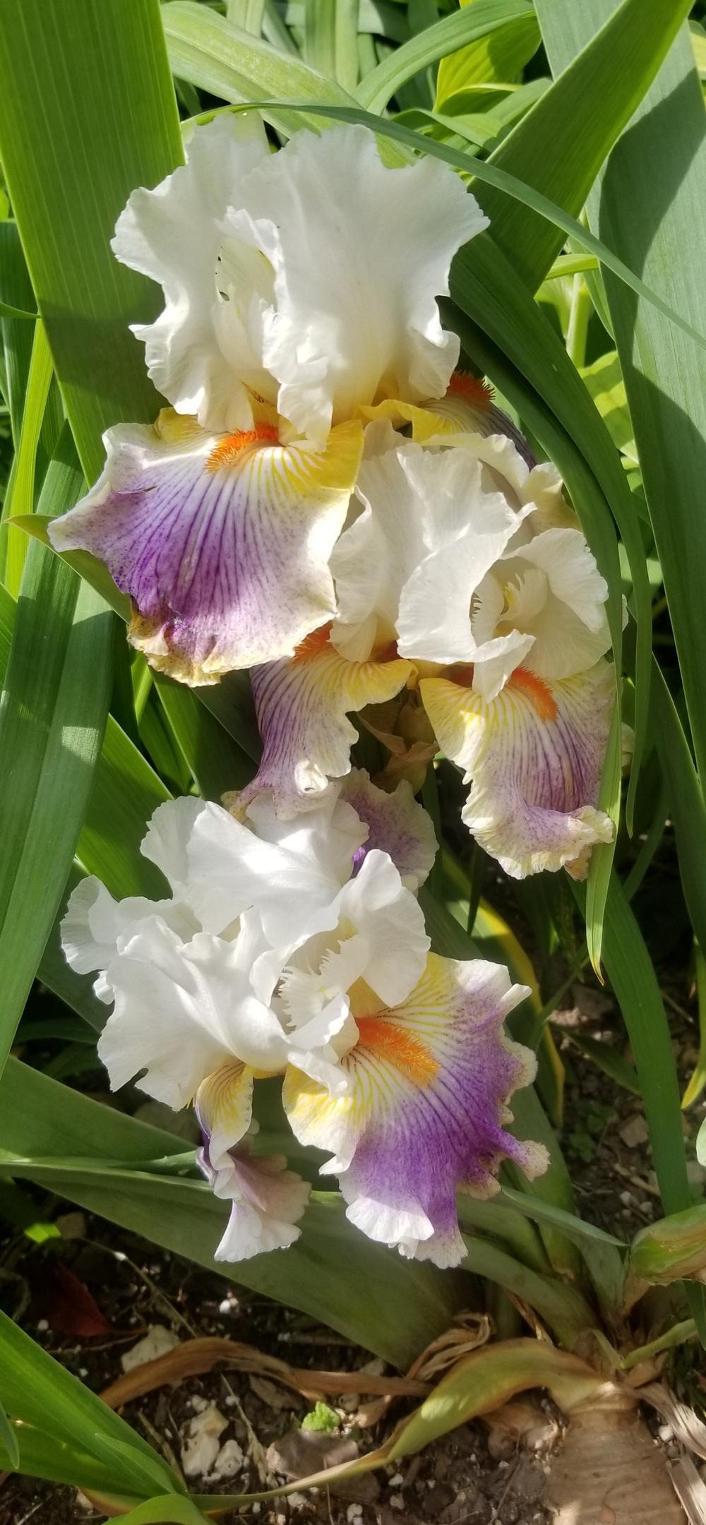 Photo of Tall Bearded Iris (Iris 'Fantasy Ride') uploaded by javaMom