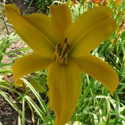 Location: Along The Fence Daylilies, Dansville, MI
Date: 2018-07-28