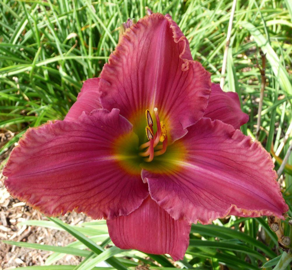 Photo of Daylily (Hemerocallis 'In the Heart of It All') uploaded by twixanddud