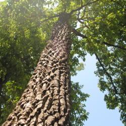 Location: Downingtown, Pennsylvania
Date: 2018-07-29
looking up a trunk of a large tree