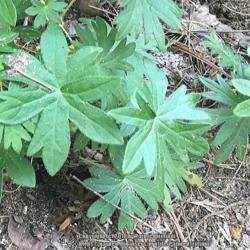 Location: Southern Maine
Date: June
Closeup of leaves...