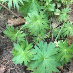 Location: Southern Maine
Date: 2018-07-29
Leaf shape variation in a single Geranium sanguineum, another exa