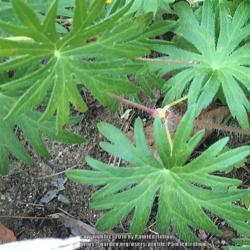 Location: Southern Maine
Date: July
Closeup of leaves...