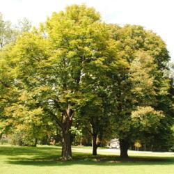 Location: Glen Ellyn, Illinois
Date: 2010-08-18
three trees in park together