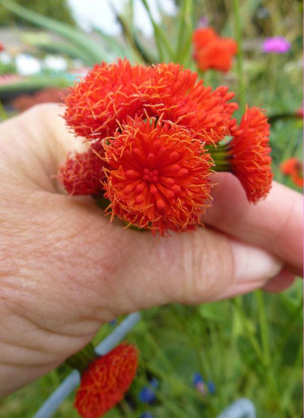 Photo of Florida Tassel Flower (Emilia fosbergii) uploaded by Calif_Sue