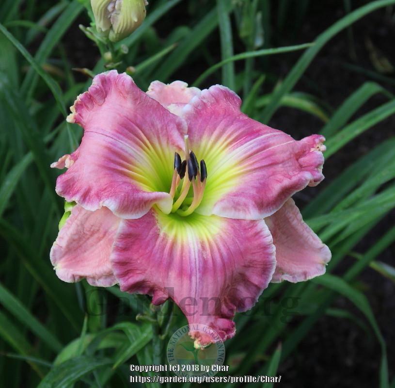 Photo of Daylily (Hemerocallis 'Til the Love Runs Out') uploaded by Char