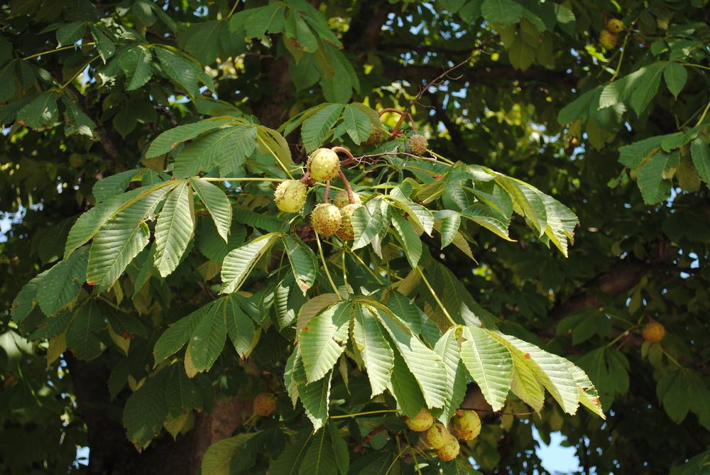 Photo of Horse Chestnut (Aesculus hippocastanum) uploaded by ILPARW