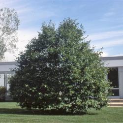 Location: Glen Ellyn, Illinois
Date: summer in 1990's
specimen planted at a park office