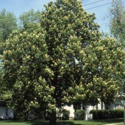 Location: Glen Ellyn, Illinois
Date: May in the 1980's
full-grown tree in bloom