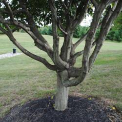 Location: Downingtown, Pennsylvania
Date: 2015-09-25
tree trunk at a community college campus