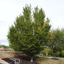 Location: Downingtown, Pennsylvania
Date: 2015-09-25
specimen planted at a community college campus