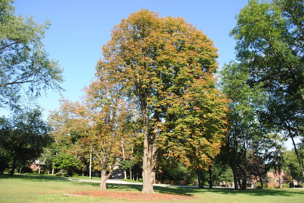 Photo of Horse Chestnut (Aesculus hippocastanum) uploaded by ILPARW