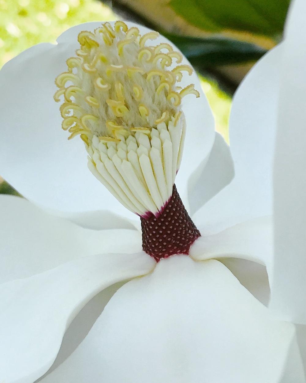 Photo of Southern Magnolia (Magnolia grandiflora) uploaded by Mefforde