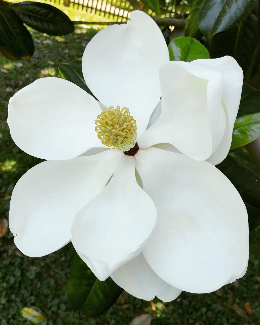 Photo of Southern Magnolia (Magnolia grandiflora) uploaded by Mefforde
