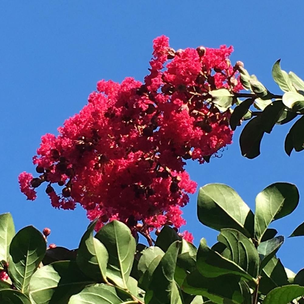Photo of Crepe Myrtle (Lagerstroemia Pink Velour®) uploaded by csandt