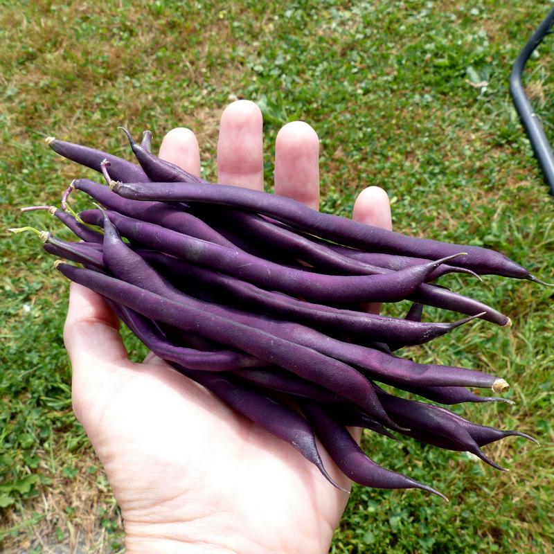 Photo of Green Bean (Phaseolus vulgaris 'Trionfo Violetto') uploaded by molanic