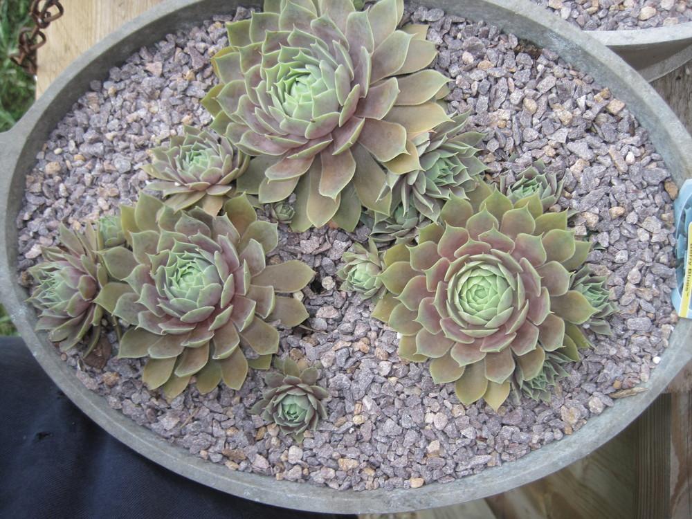 Photo of Hen and Chicks (Sempervivum 'Pacific Blue Ice') uploaded by Bigtattoo