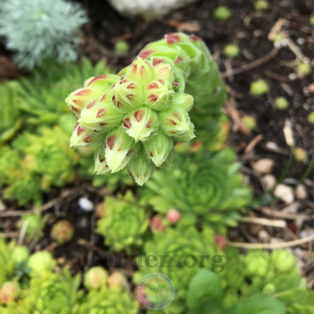 Photo of Rollers (Sempervivum globiferum subsp. allionii) uploaded by BlueOddish