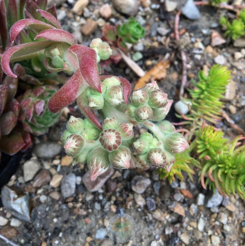 Photo of Hen and Chicks (Sempervivum 'Director Jacobs') uploaded by BlueOddish