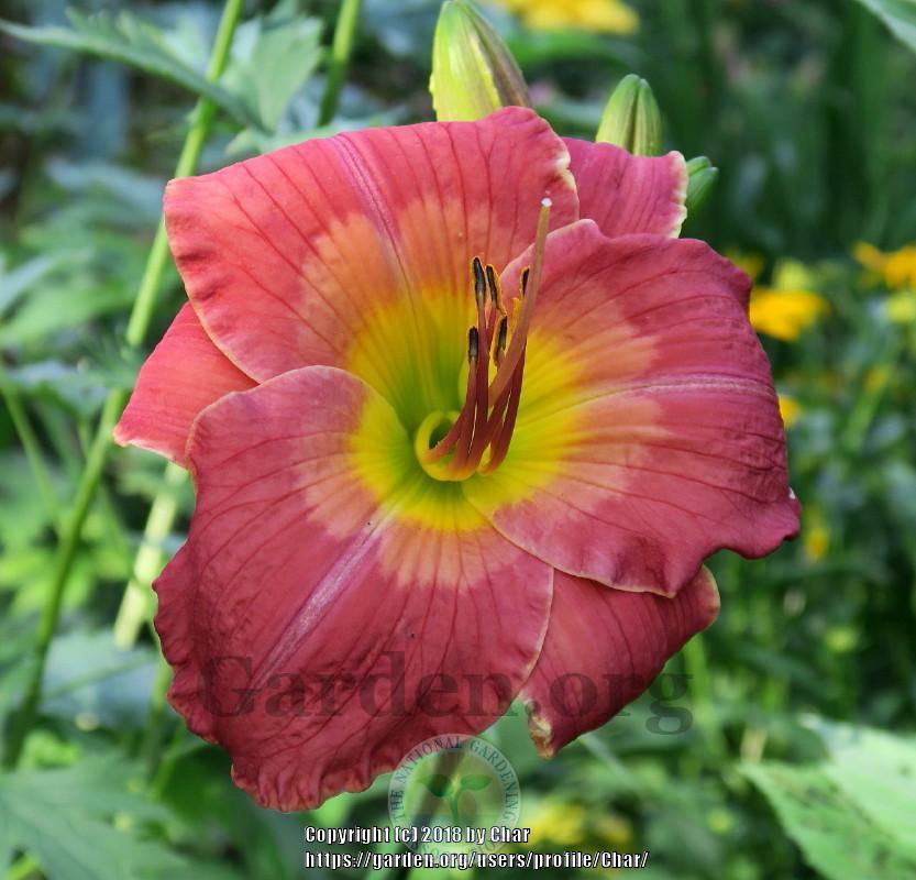 Photo of Daylily (Hemerocallis 'Up on the Roof') uploaded by Char