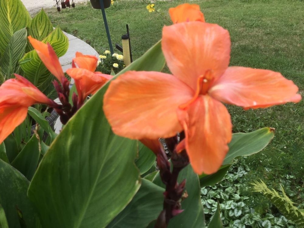 Photo of Canna (Canna x generalis 'Orange Punch') uploaded by DebbieC