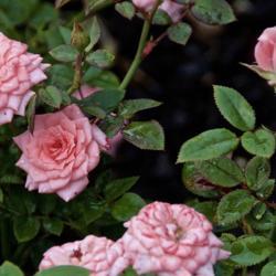 
Date: 2018-08-01
Miniature Rose