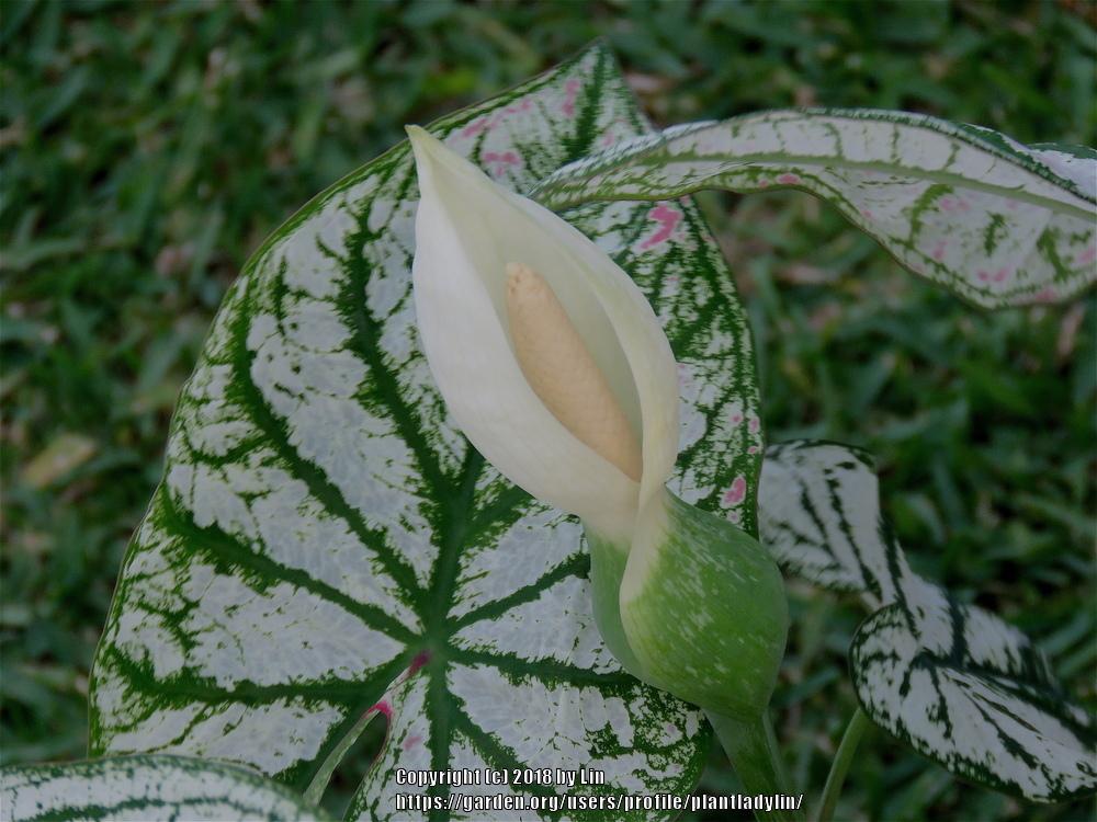 Photo of Fancy-leaf Caladium (Caladium 'White Christmas') uploaded by plantladylin